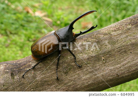 Hercules Oxidensis Hercules Oxidensis 684995