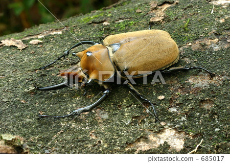 Elephant's elephant 685017