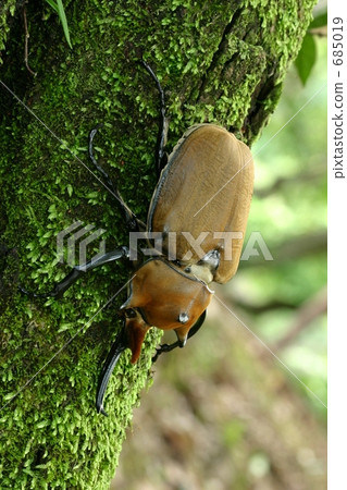 Elephant's elephant Elephant's elephant 685019