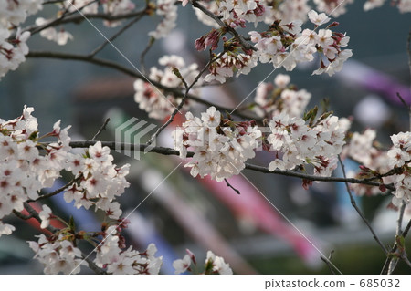 河津櫻 櫻花 川角櫻桃花 685032