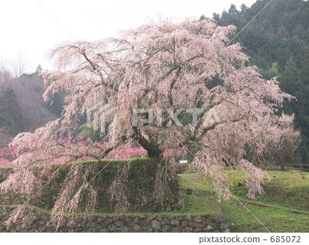 Inari morning cherry blossoms in the morning mist Inari morning cherry blossoms in the morning mist 685072