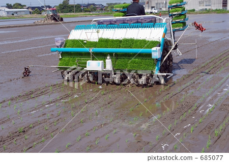 水稻種植 水稻種植 685077