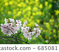 Cherry blossoms and rape blossoms 685081