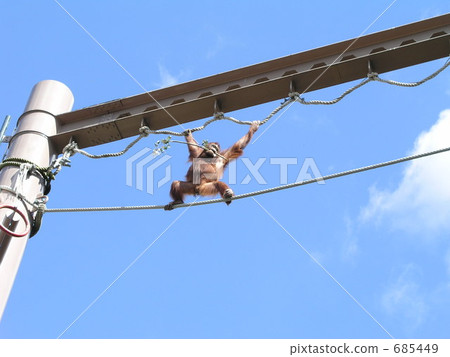 Orangutan aerial walk 685449