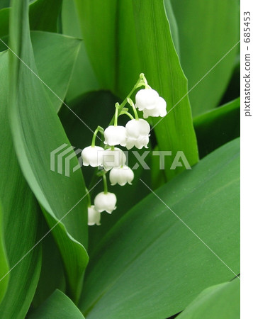 鈴蘭 鈴蘭 685453