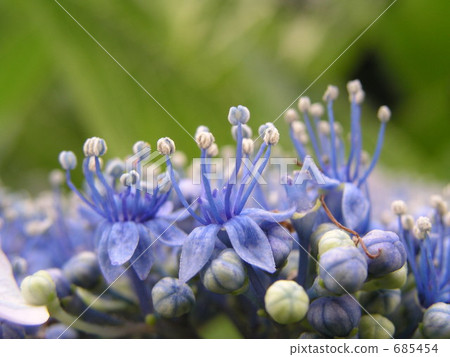 繡球 繡球 685454