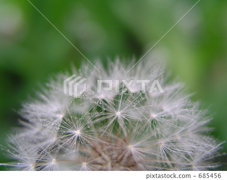 Dandelion's Waste Dandelion's Waste 685456