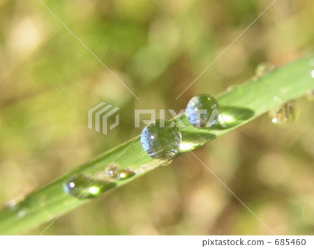 Polka dot Polka dot 685460