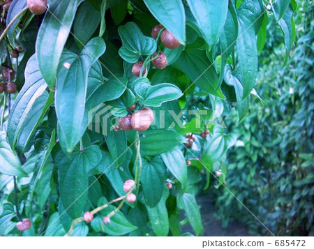 Zero crown Zero crown 685472