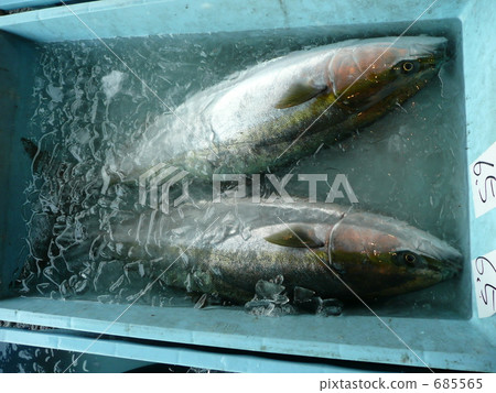 Hiramasa at the fishing port 685565