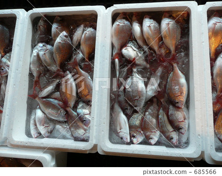 Red sea bream at a fishing port (Sakuradai) 685566