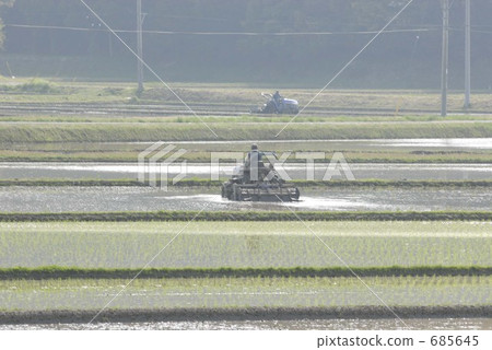 Rice planting season 685645