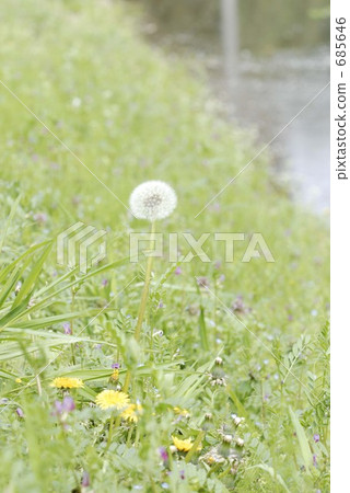 Dandelion Dandelion 685646