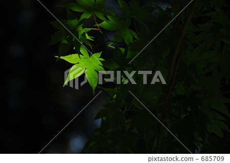 Fresh green maple basking in sunlight spotlight Fresh green maple basking in sunlight spotlight 685709