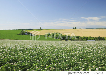 When the baron potatoes bloom 685764