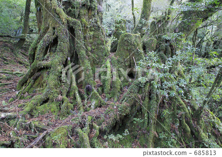 Yakushima Yakusugi land forest 685813