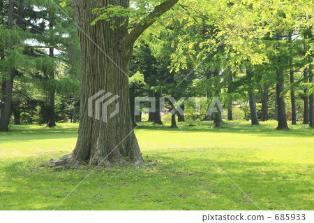 Taiki in the forest - Stock Photo [685933] - PIXTA