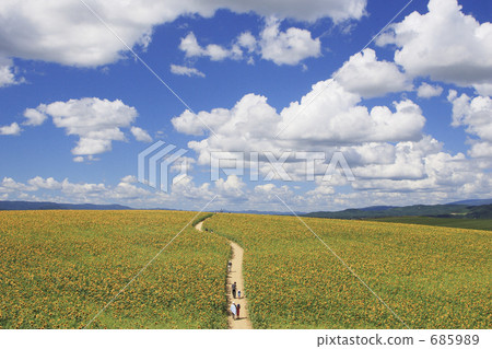 在向日葵領域的一條路 685989