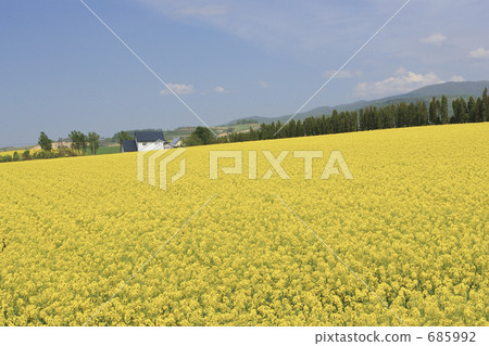 首先強姦春天的花田 685992