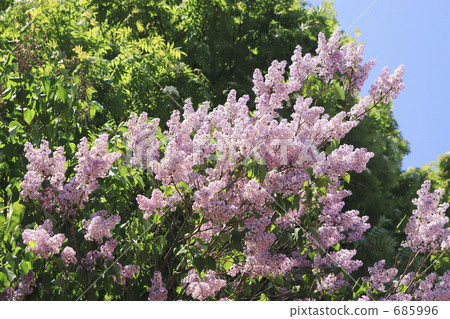 Lilac flowers in Sapporo Boulevard Park 685996