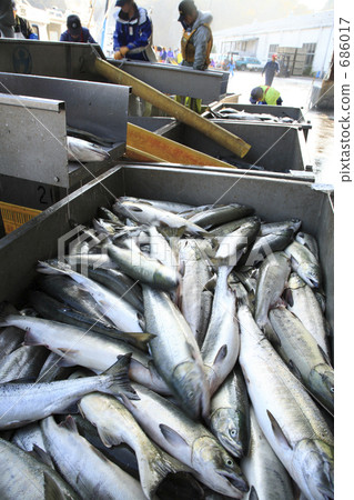 Deep-fried salmon 686017