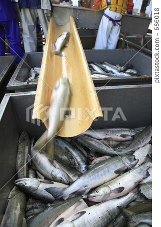 炸三文魚 炸三文魚 686018