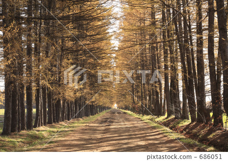 Larch of Karamatsu Larch of Karamatsu 686051