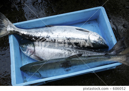 炸三文魚 炸三文魚 686052