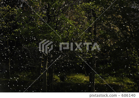 櫻花暴風雪 686140