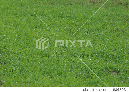Wheat leaves spread Wheat leaves spread 686298
