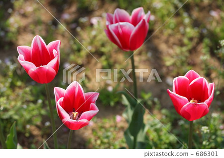 tulip field, flower garden, flower field 686301