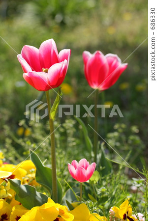 鬱金香花叢 花園 鬱金香 686330