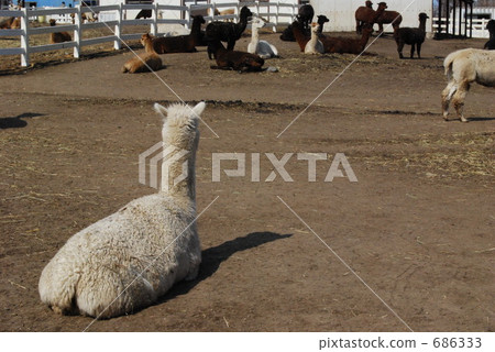 羊駝的悲傷 羊駝的悲傷 686333