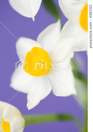 水仙花花 水仙花花 686502