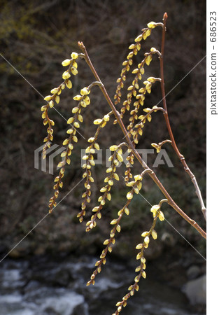 Flower of Kiboshi 686523