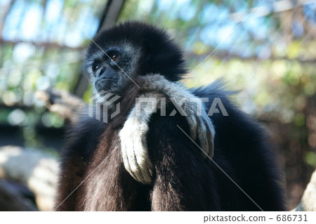 A portrait of the white gibbons A portrait of the white gibbons 686731