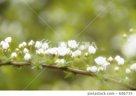 Yukiyanagi Yukiyanagi 686735