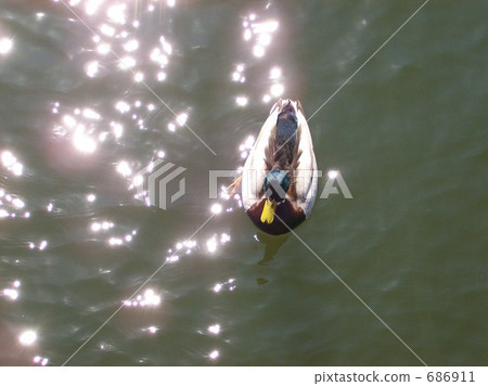 A duck on the water 686911