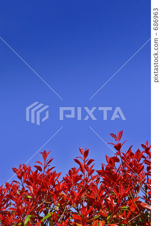 Crimson Young Leaves / Red Robin 686963