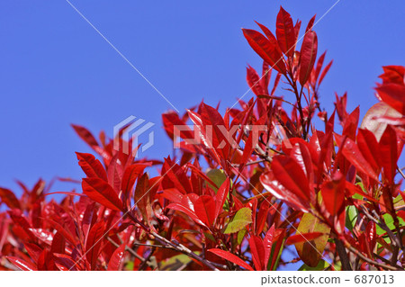 Crimson Wakaba Red Robin 687013