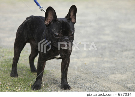 French bulldog 687034