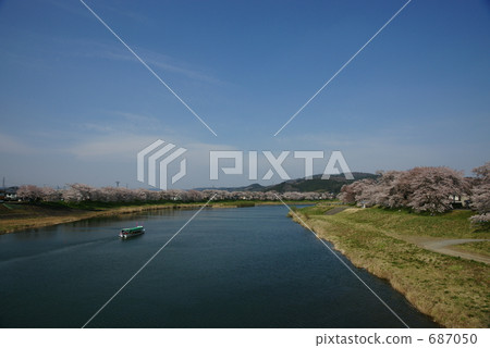 首先看看Shiraishi River Senbonzakura 首先看看Shiraishi River Senbonzakura 687050