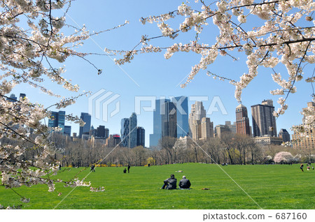 Central Park 2nd cherry tree Central Park 2nd cherry tree 687160