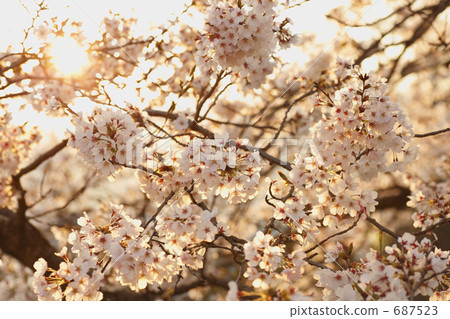 日落的櫻花 687523