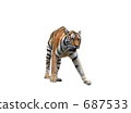 Amur Tora of Tama Animal Park Amur Tora of Tama Animal Park 687533