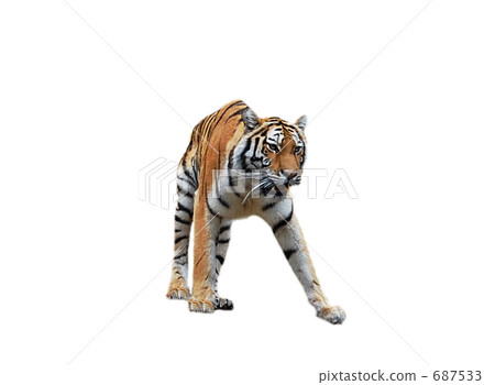 多摩動物園的阿穆爾托拉 多摩動物園的阿穆爾托拉 687533