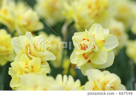 Double Flowering Narcissus Tahiti Double Flowering Narcissus Tahiti 687549