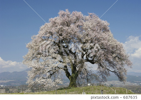 Cherry blossoms at Mizuka Cherry blossoms at Mizuka 687635