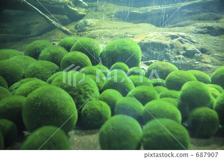 Marimo 687907