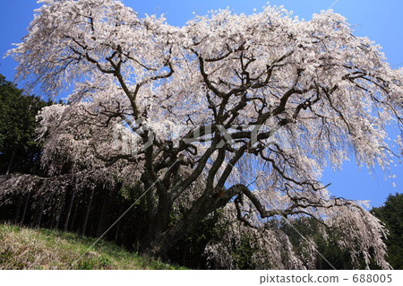 The weeping cherry tree of Otomefumi 688005